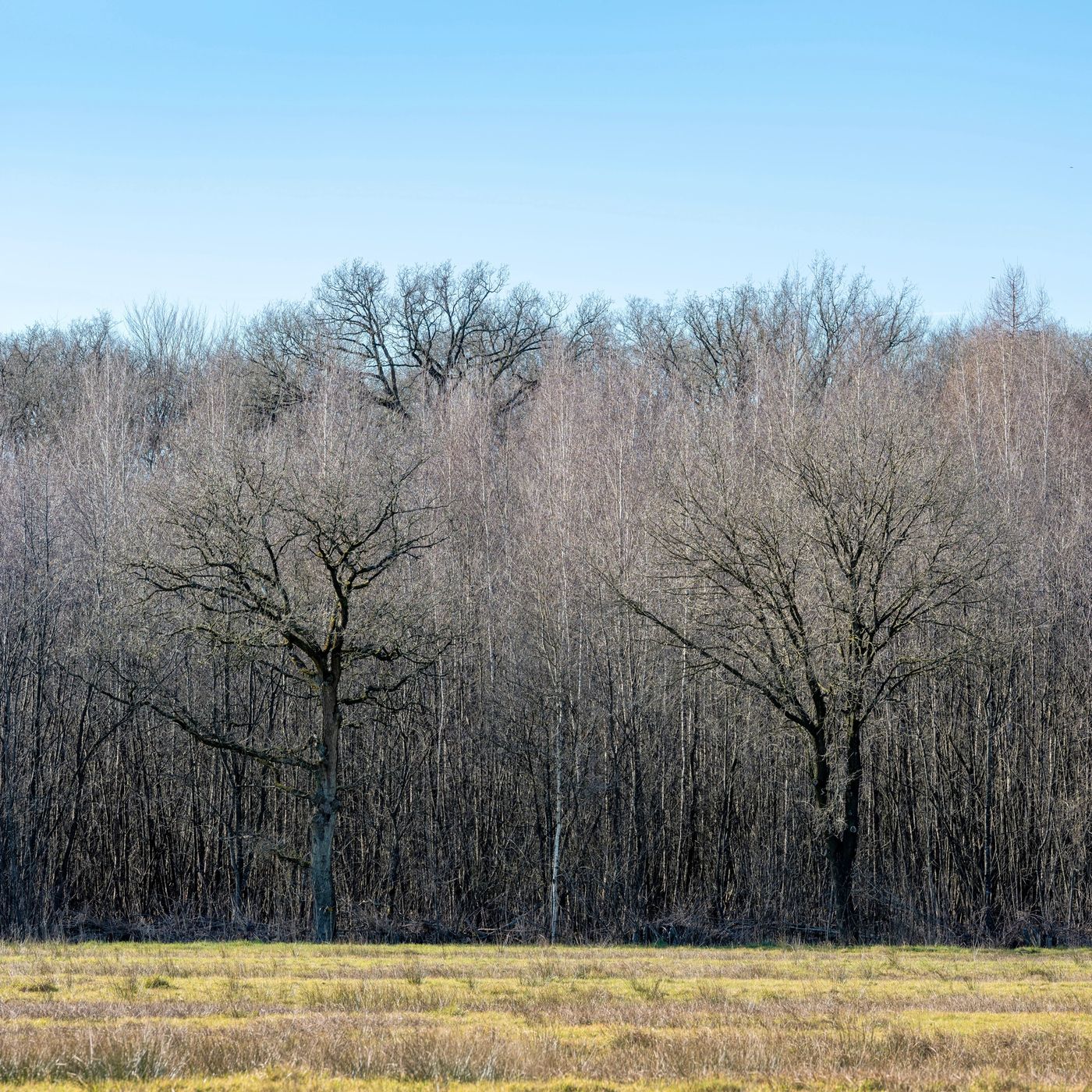 Dense North Texas treeline ready for forestry mulching